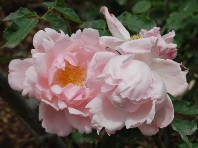 Pinkrose