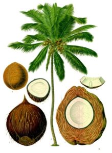 Cocos nucifera by Franz EugenKoeler