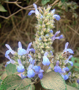 Salvia hispanica or Chia Seed Plant