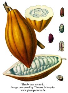 Fruit and Seed of Theobroma cacao, the chocolate tree.
