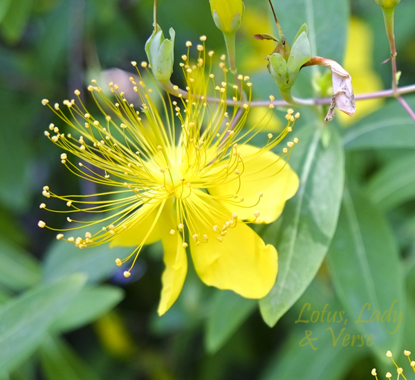 St. John's Wort