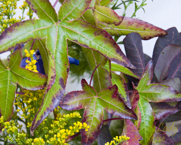 Liquidambar and goldenrod