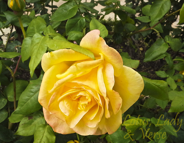 Yellow Rose in bloom